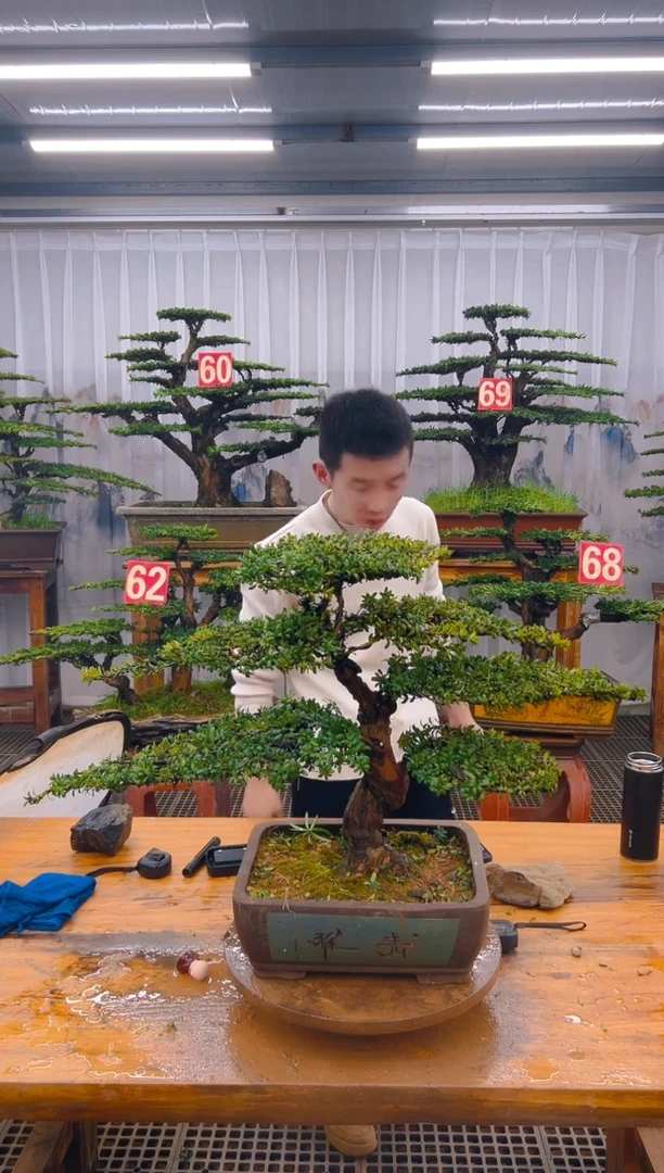 【闪购商品】紫砂精品盆景直播间一物一拍