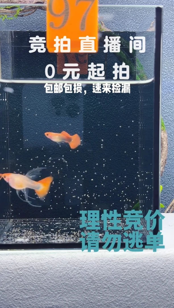 孔雀鱼深海蓝大C一对编号97
