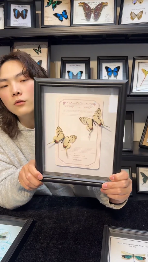 玻璃真实蝴蝶标本