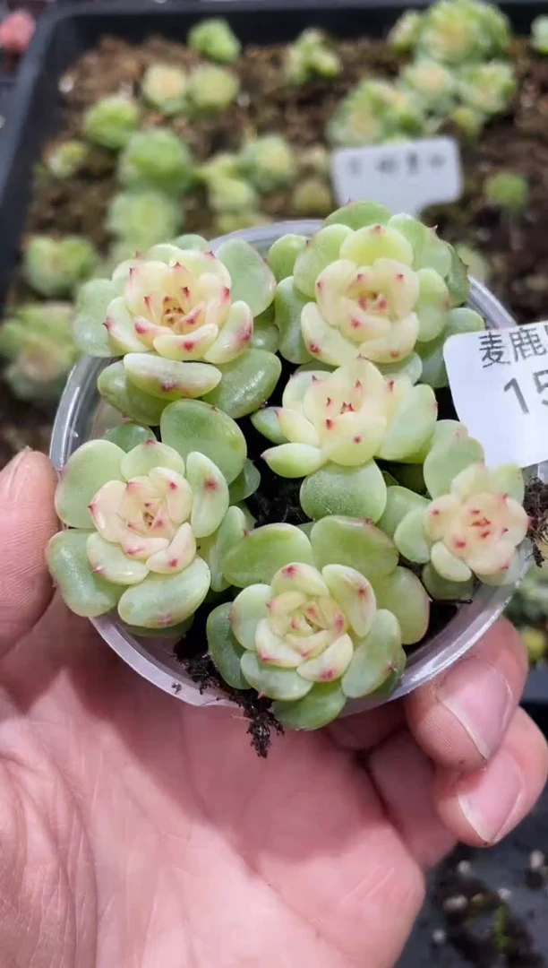 157绯皇14       量拍