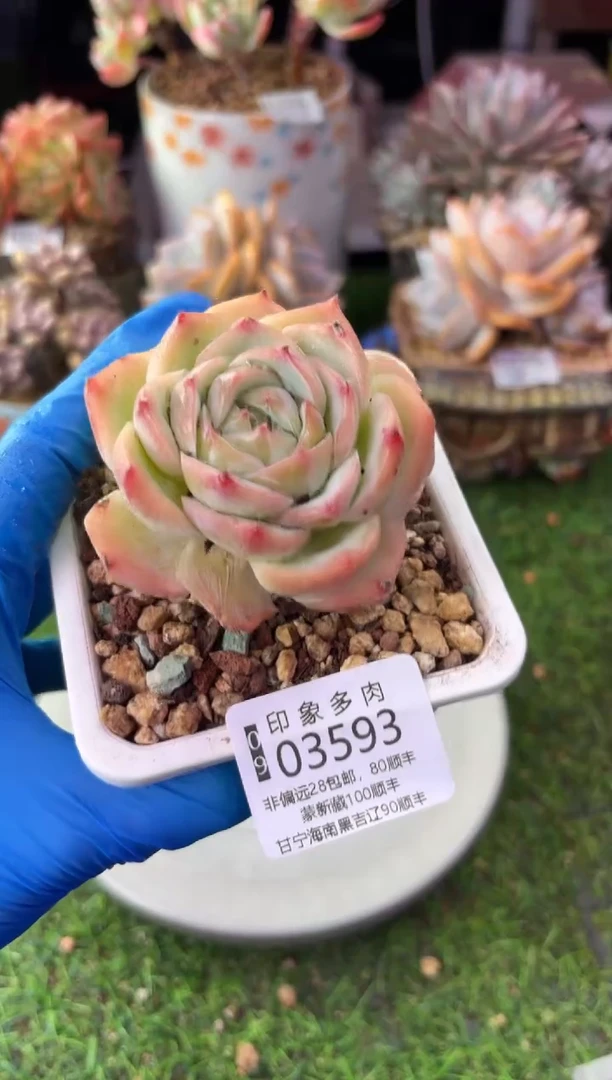 昆明印象多肉03593