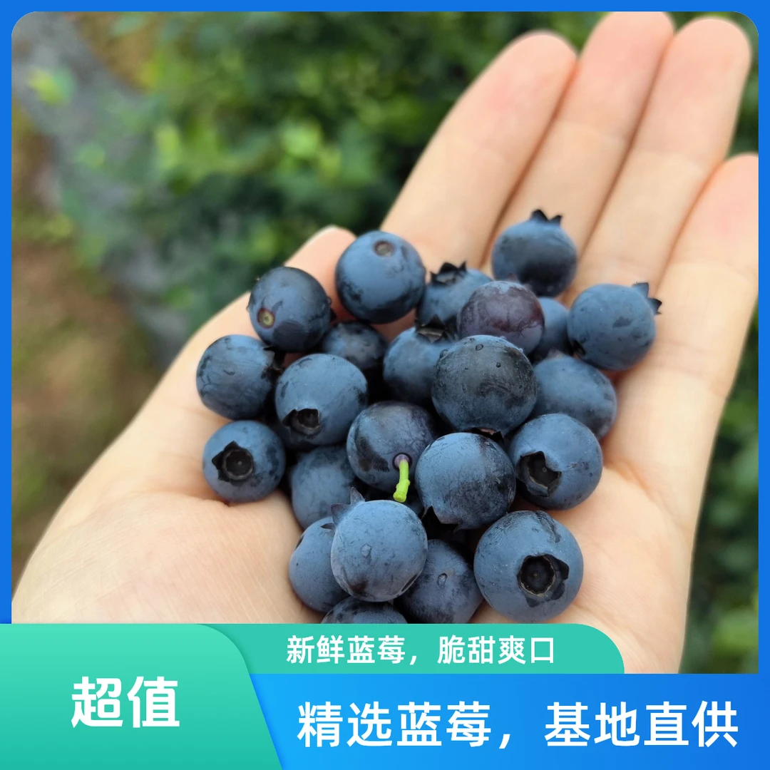 东乡蓝莓新鲜现摘脆甜爆汁产地直发京东直达