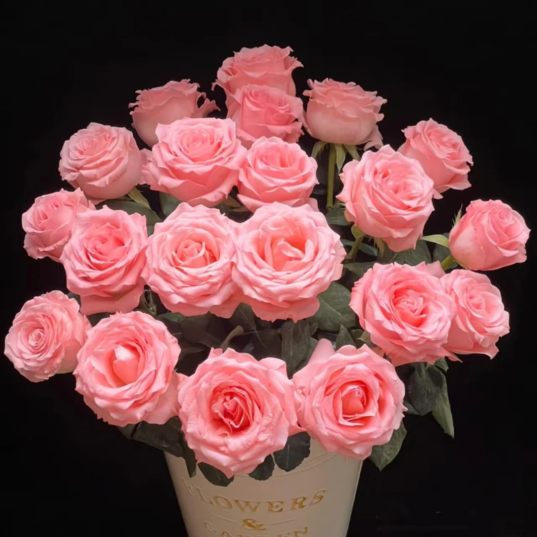 【花予专属】10枝  粉玫瑰  云南鲜切花