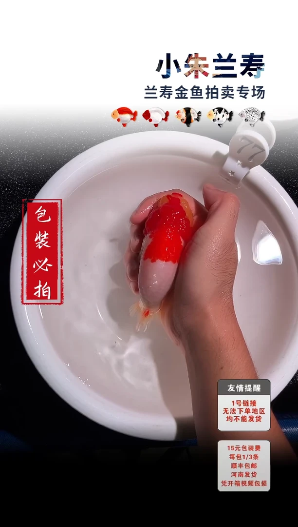 金鱼 包装必拍未拍顺丰到付77号