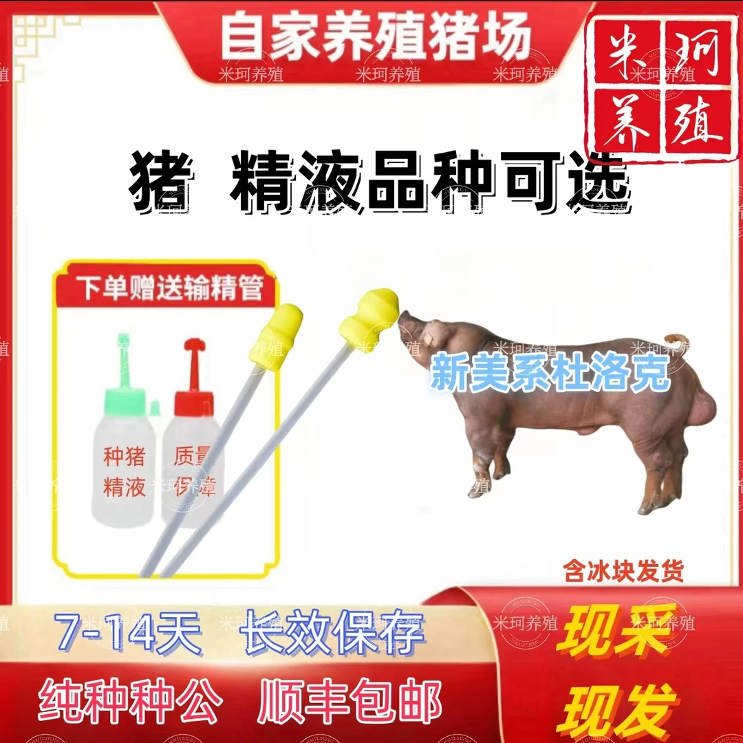 新美系杜洛克种公精液一件包邮包对版生态养殖批发输精管猪用耗材