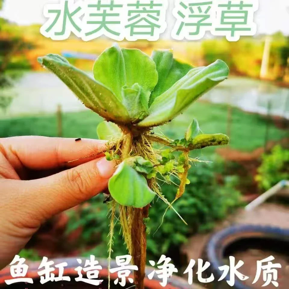 水芙蓉水白菜水培鲜活植物鱼缸龟缸池塘庭院水生绿植净化水质水草