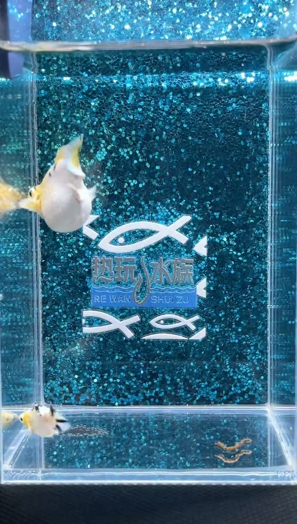 孔雀鱼皮卡丘  01