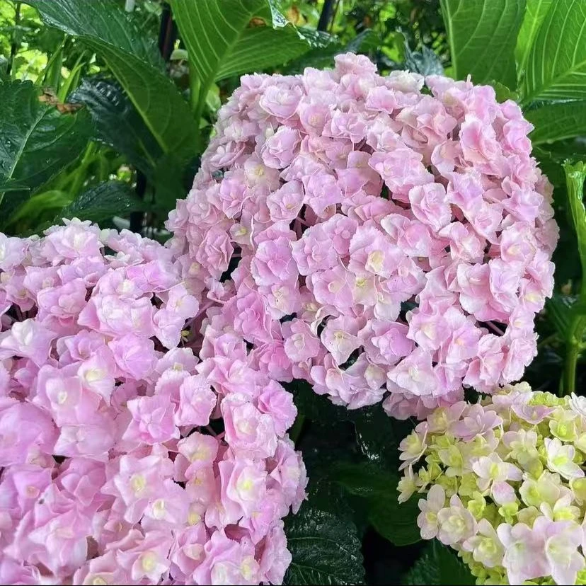 花宝 5加仑 露天老桩大苗大花带花苞阳台庭院四季开好养