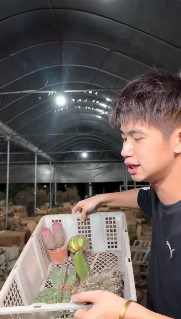 一框5颗起 大小品种不指定【无售后】