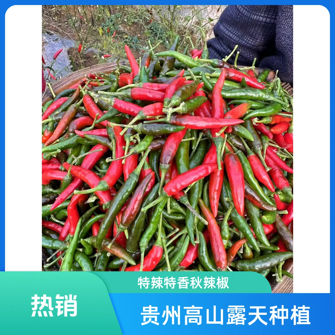 贵州高山新鲜现摘特辣特香（秋辣椒）露天种植 产地直发
