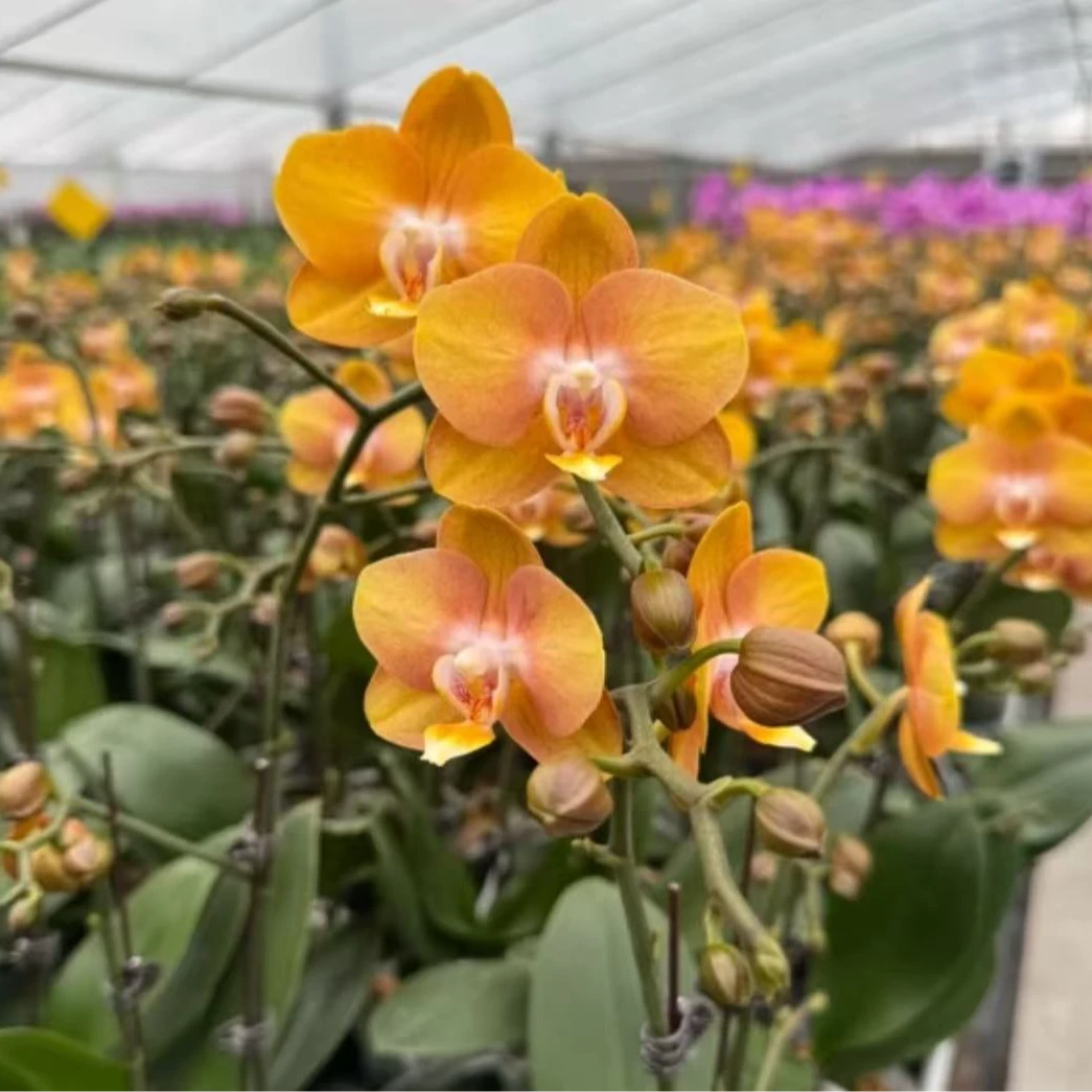 蝴蝶兰【拉斯维加斯】单花剑  包邮 室内花花 广州基地直发