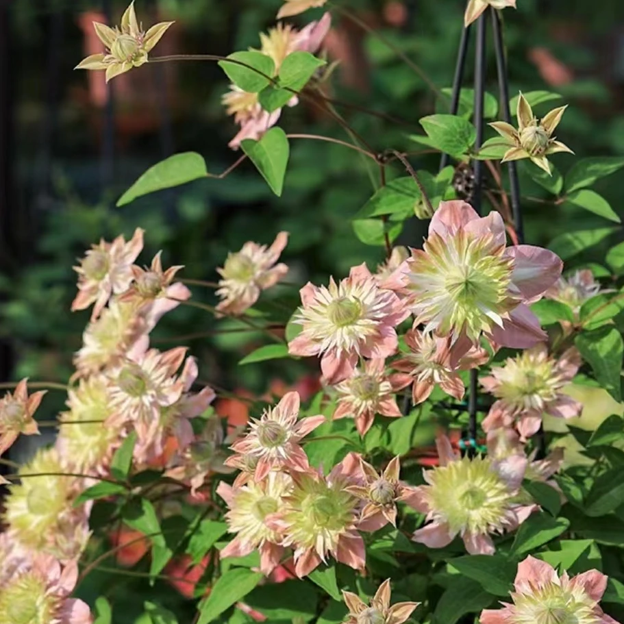 昼天使F系铁线莲爬藤