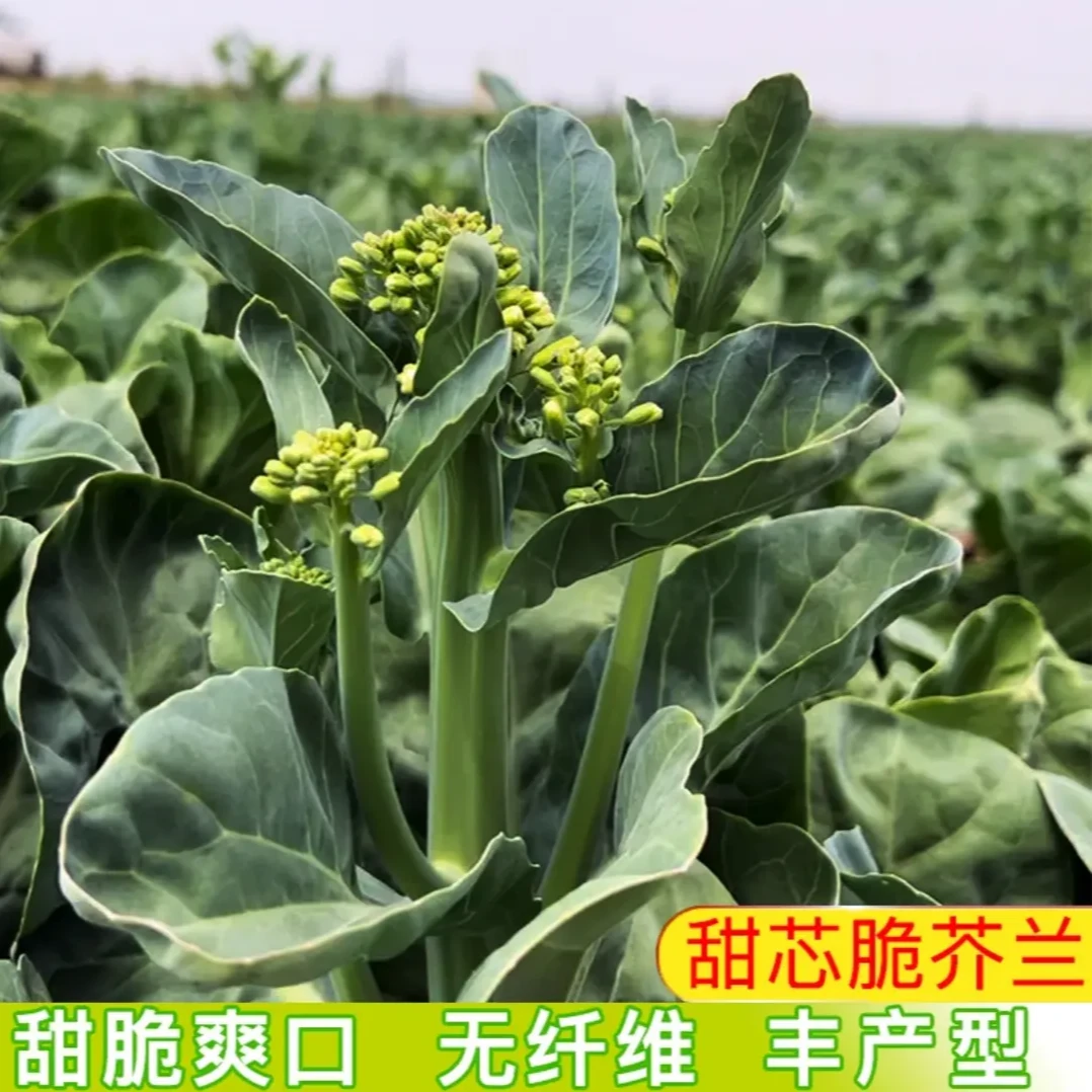 【甜心芥兰种子】家庭阳台小院四季种植盆栽地栽易种易活