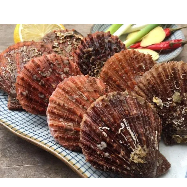 扇贝3斤（有失水率大小不匀介意勿拍）