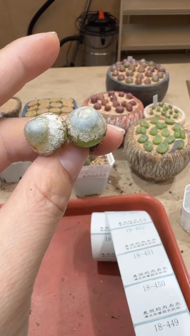 18-448多肉植物肉锥