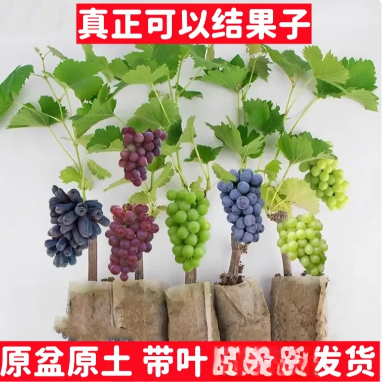 盆栽葡萄树苗阳光玫瑰巨峰妮娜皇后葡萄苗庭院地栽盆栽