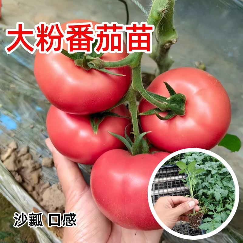 大粉番茄苗秧西红柿苗沙瓤柿子苗圣女果千禧小柿子春季农盆栽菜苗