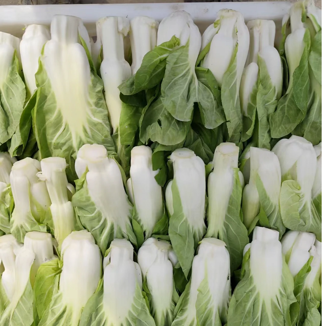 矮脚黄菜台小青菜菜苔脆甜可口爽嫩多汁农家种植包邮菜苔子