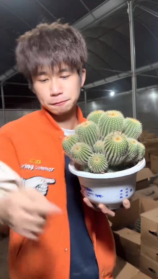 超大 金冠群生【带根】12-18cm