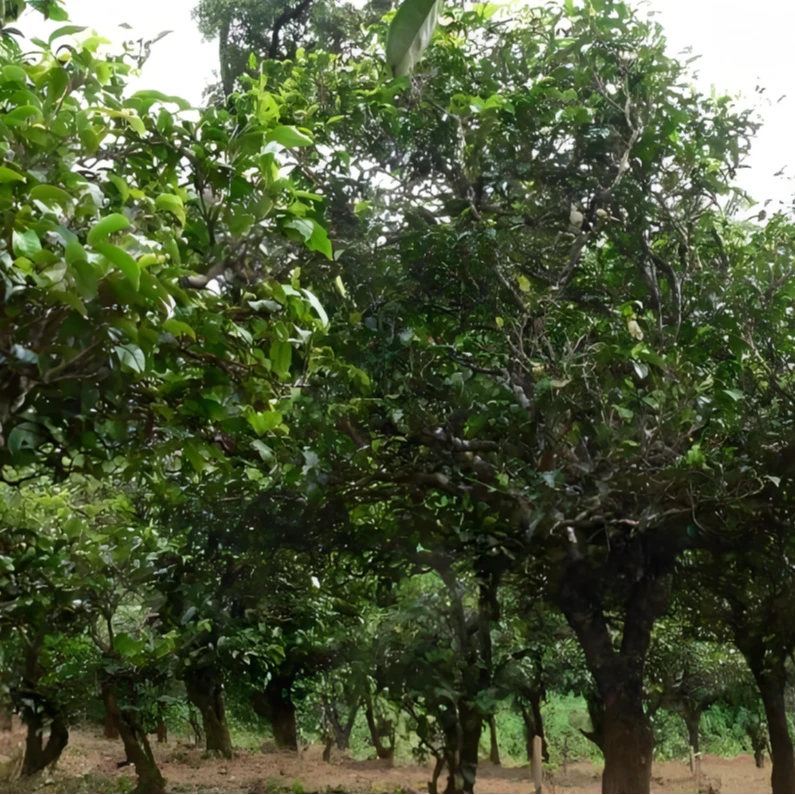2024须立贡茶【瓦雀嘴】头春普洱茶生茶300克【带建水紫陶罐】