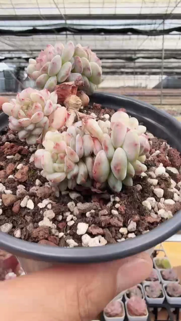 东云多肉园新款-184