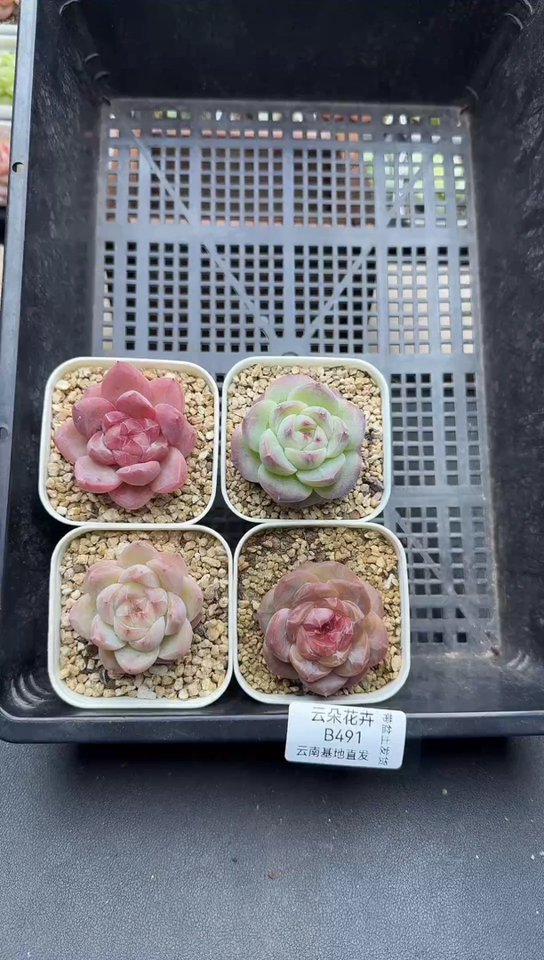 珍妮杂交多肉B491