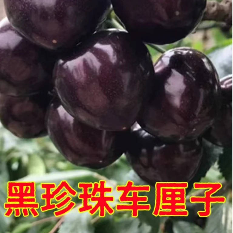 曼花卿嫁接车厘子苗黑珍珠桑提娜南北方均可种植盆栽庭院果树