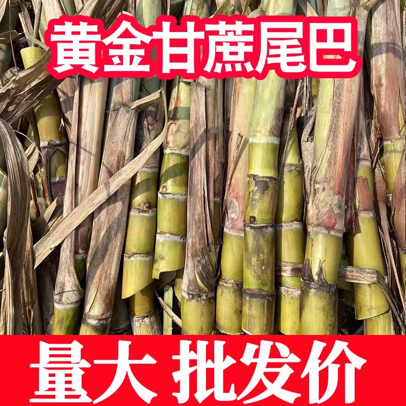高产水果黄金甘蔗苗甘蔗尾巴四季盆栽苗可种植室内室外绿植
