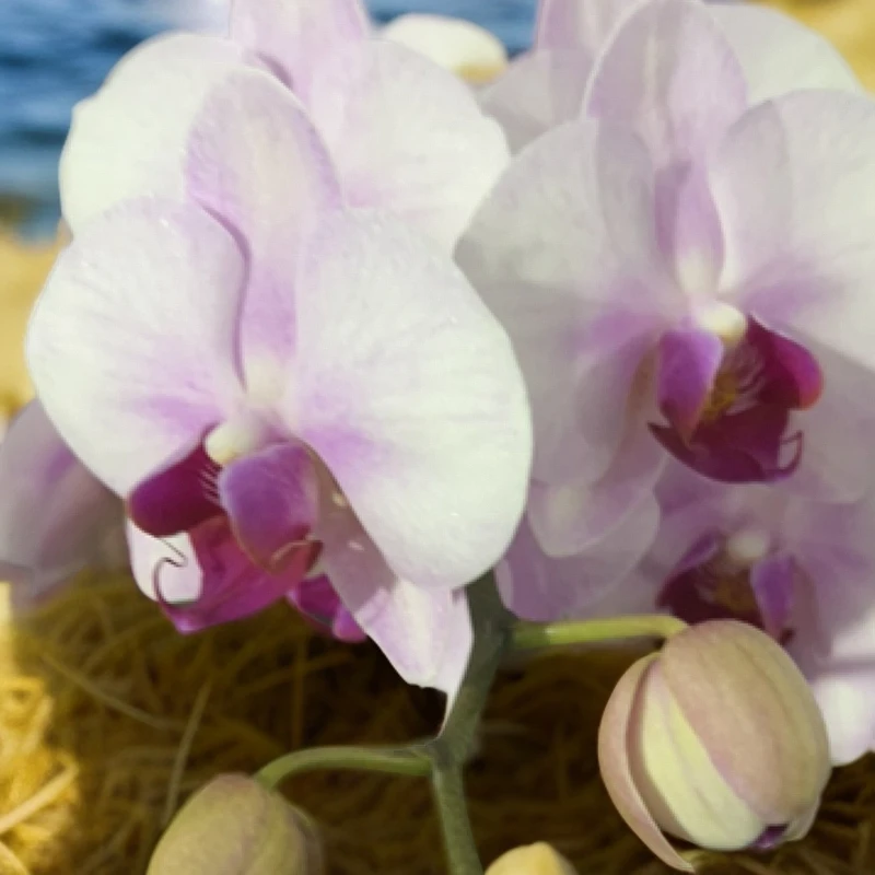 蝴蝶兰2.8（杭州美女2）开花株