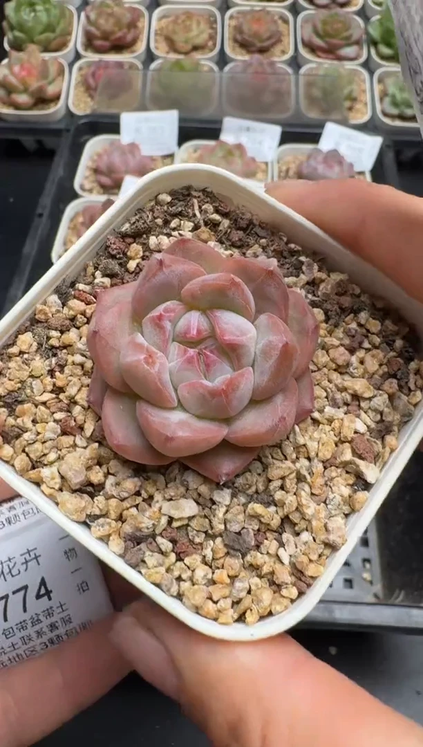 772K云禹多肉植物 带盆土纸巾打包 当天拍3颗包邮
