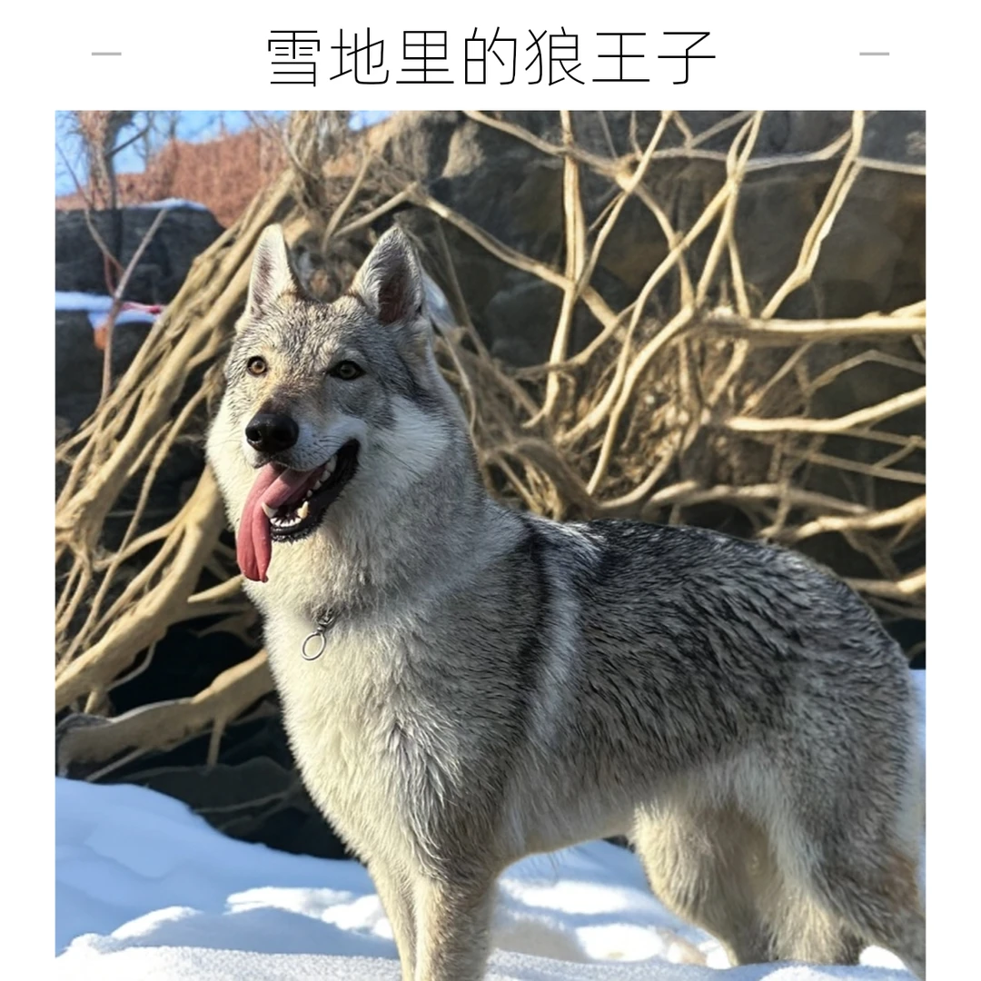 二郎家的捷克狼犬幼犬