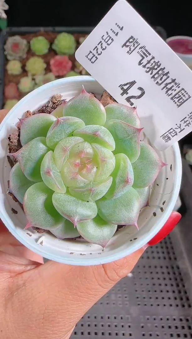 1122-42海王星群生不包整