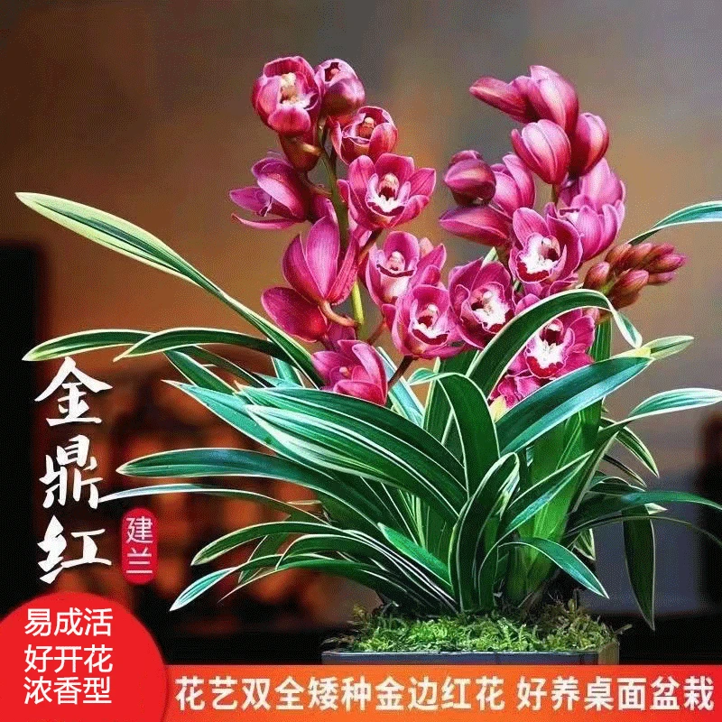 兰花 浓香型金边兰【金鼎红】盆栽夏季红色栽培红花冬季