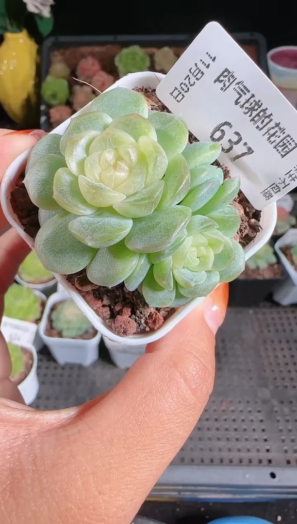 1120-637无尽灯群生不包整