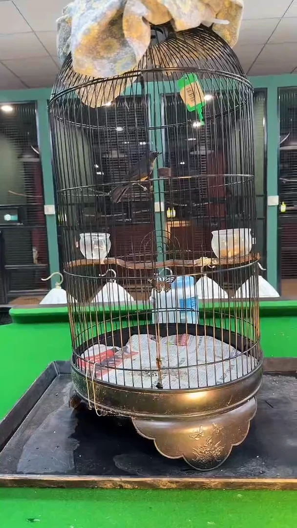 5号小山岚养笼0元起拍