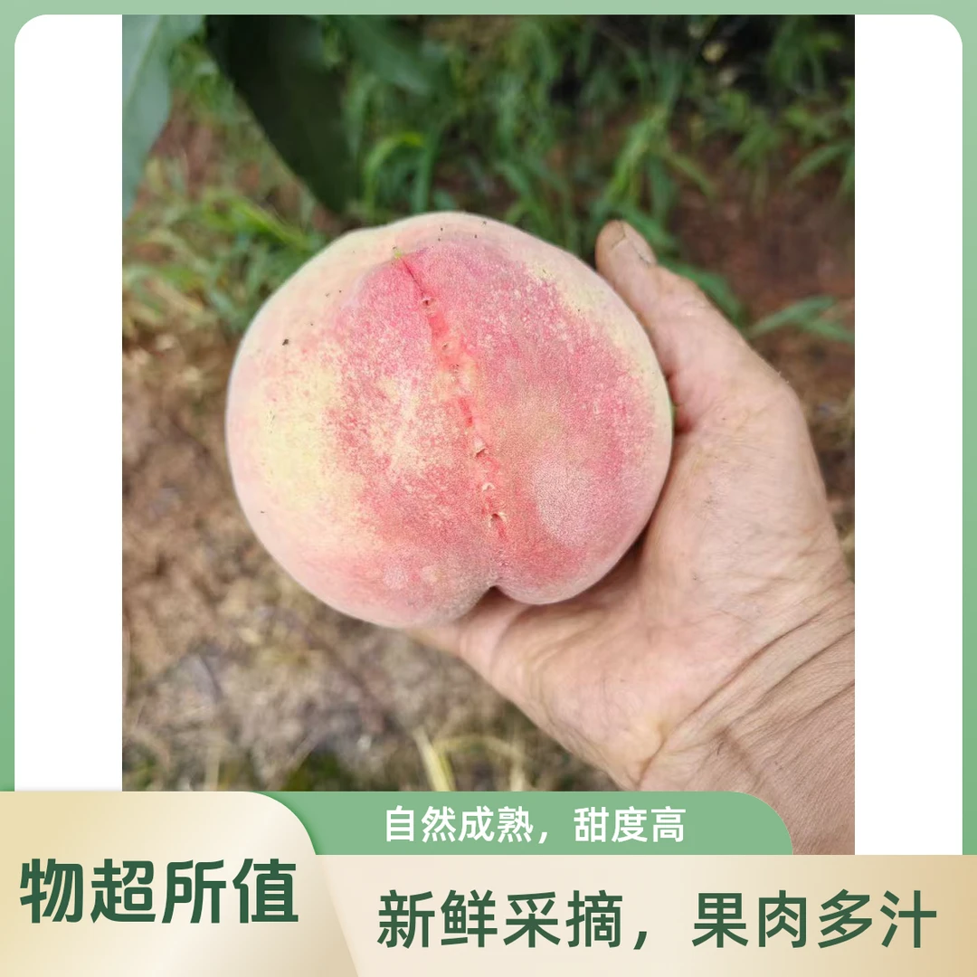 无锡阳山镇桃源村水蜜桃 果园现摘直发 软甜多汁整箱江浙沪皖包邮