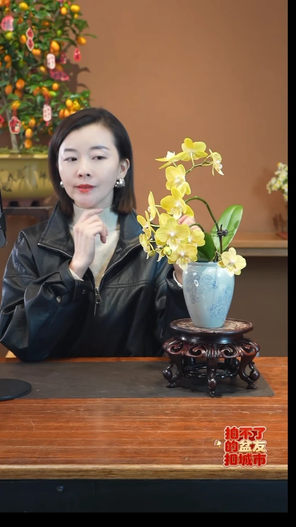 全部花朵金盏蝶盆景盆景盆景