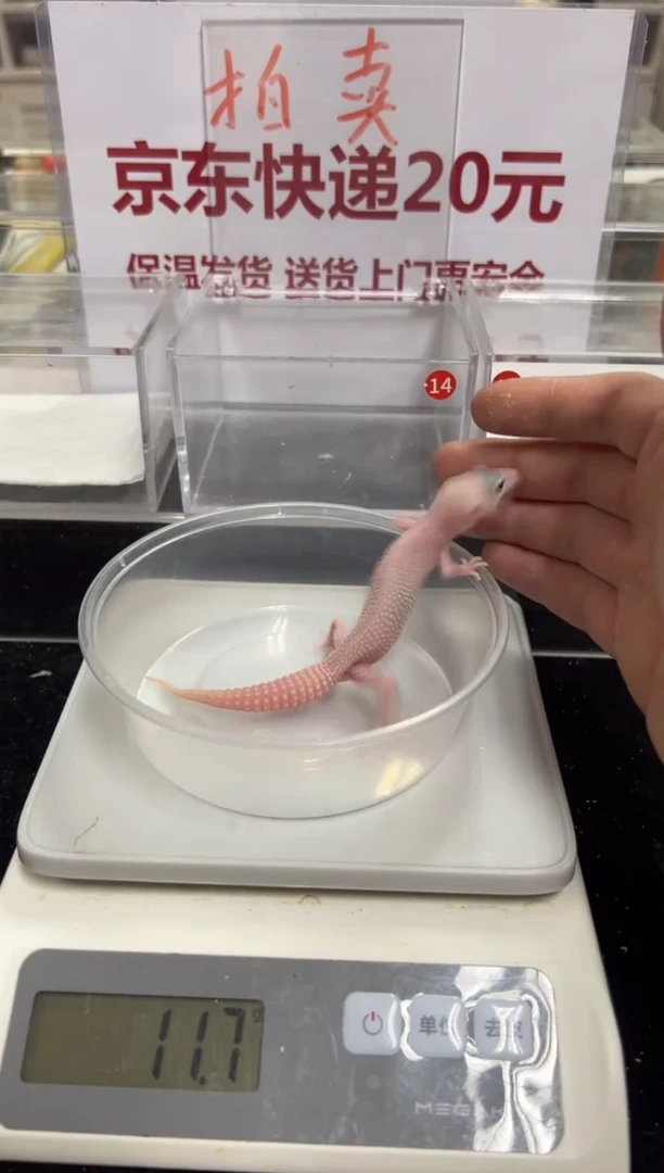 豹纹守宫0000000000