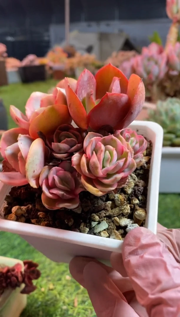 【闪购商品】0452a