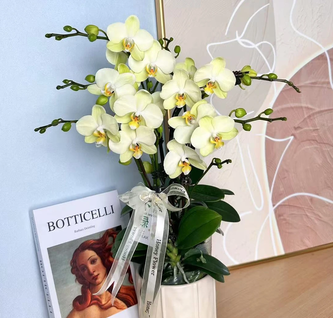 蝴蝶蘭《卡莉》正绿色系 爆款中大花花 清新小众 基地直发