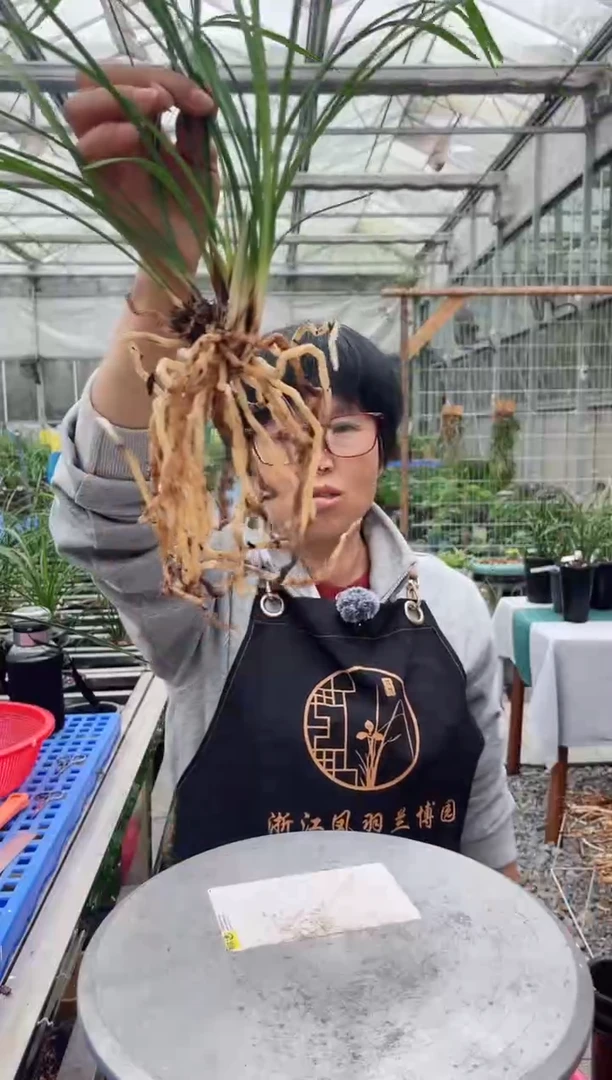 当前无花朵，栽培后可花朵兰*花龙字，，，，兰花花