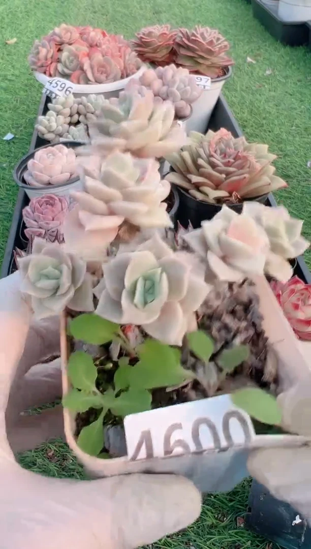 【闪购商品】信福多肉一物一拍