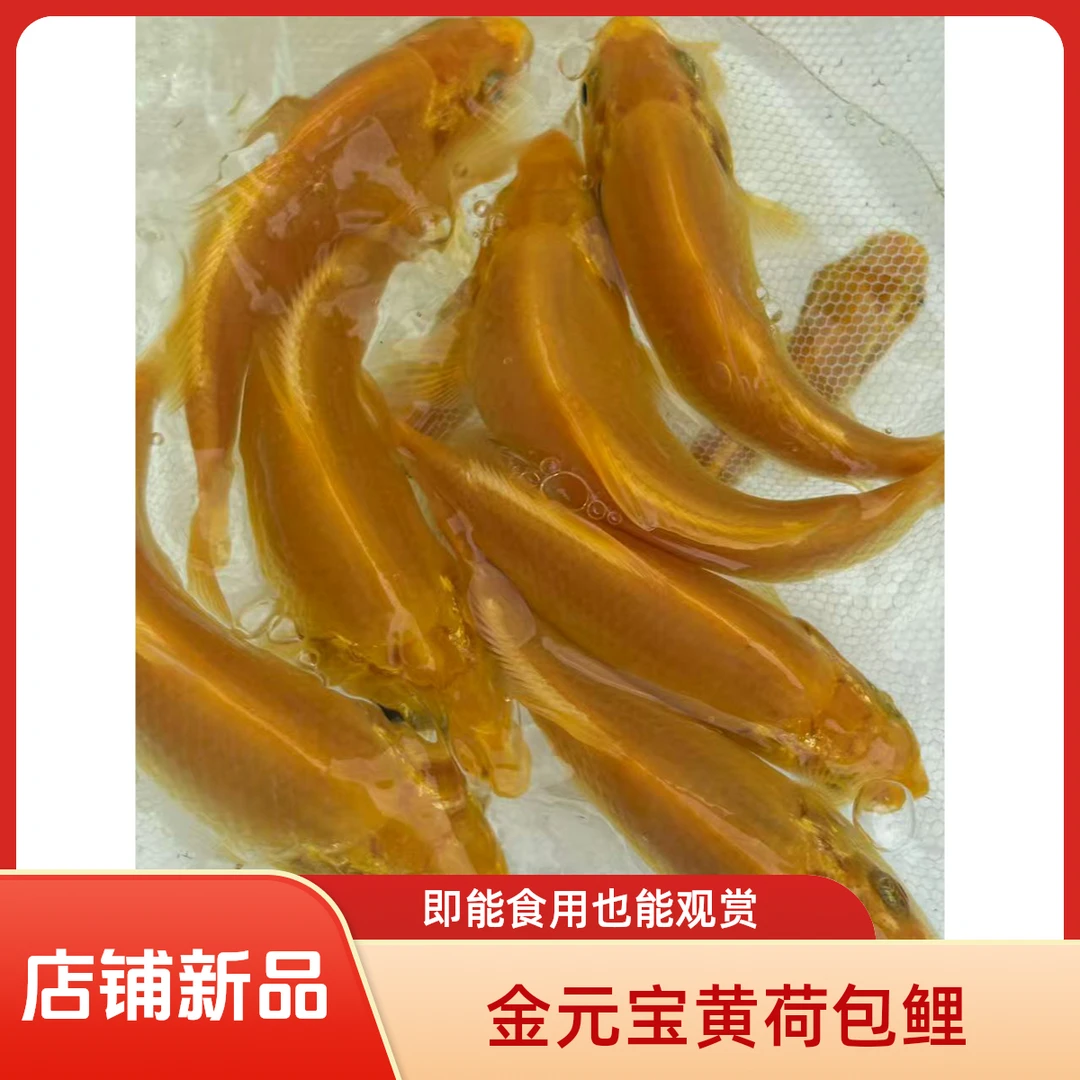 金元宝黄荷包鲤观赏鱼冷水鱼好养耐活