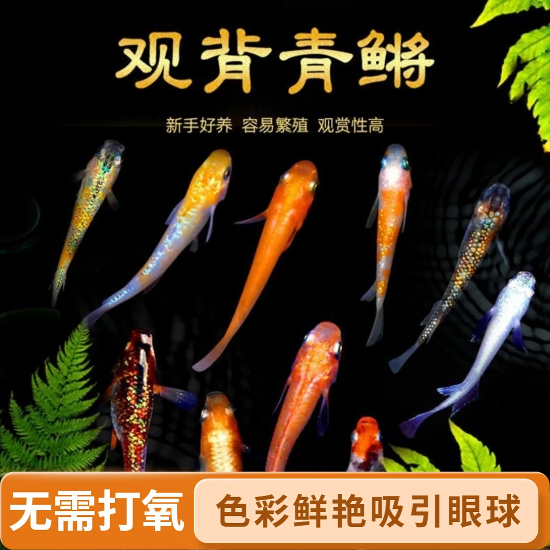 好养耐活观背青鳉观赏鱼小型冷水广温鱼桌面活体宠物鱼卵王华天使