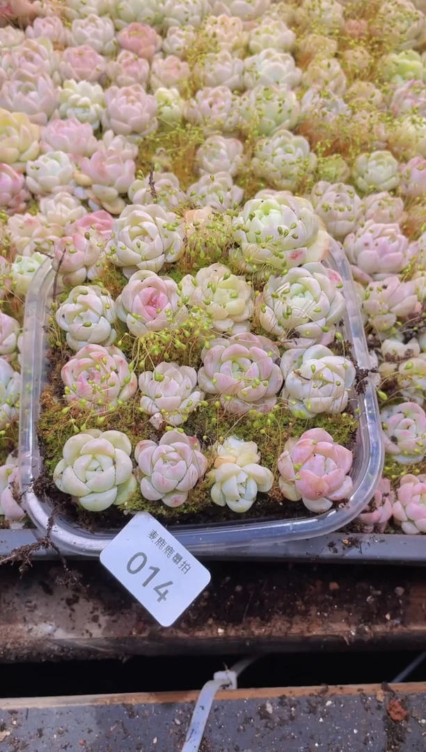 【闪购商品】014P糖量拍1盒