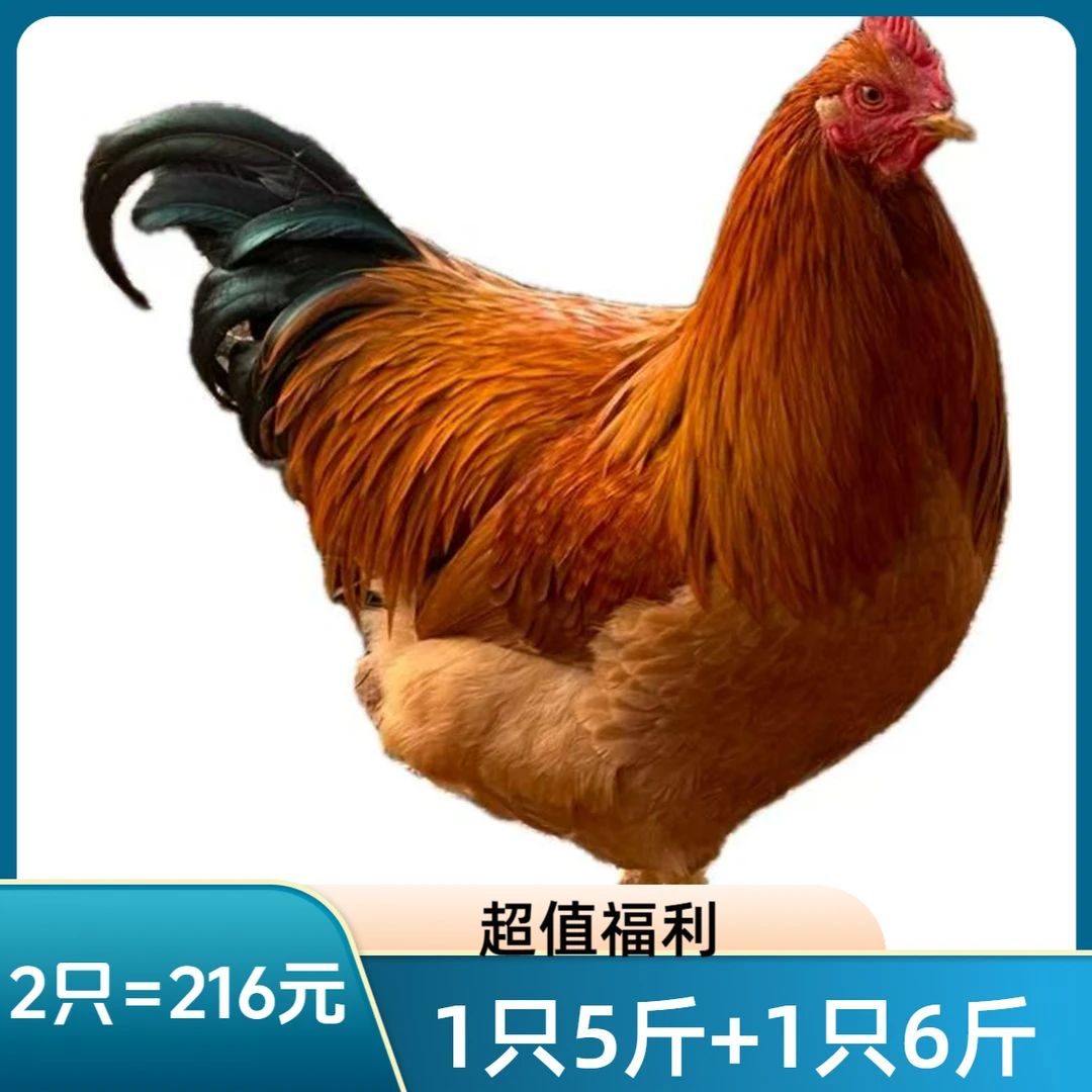 灵山松山林散养250天以上土阉鸡现杀生鲜冷链顺丰包邮两只大阉鸡