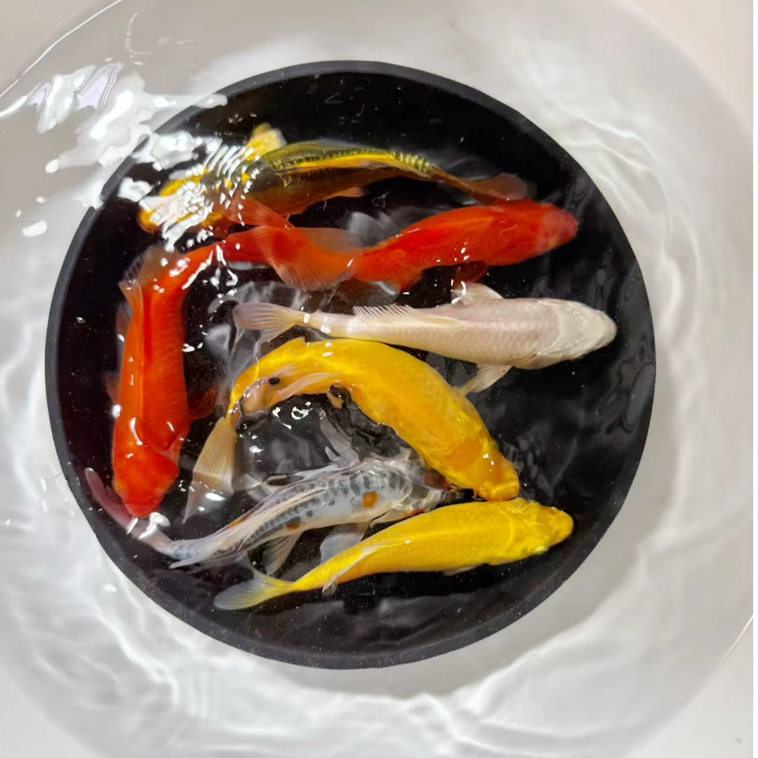 七星高照【3黄2红1水墨1白】10-13公分冷水观赏鱼皮实好养