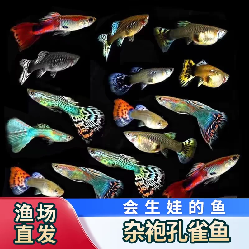 孔雀鱼凤尾鱼淡水小鱼杂袍练手小型观赏小鱼好养耐活热带金鱼活体