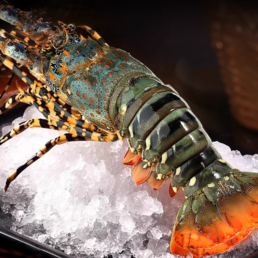 【赤小峰】鲜活澳洲龙虾（1只）6-7两左右