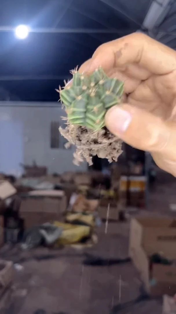 6颗 米哈 牡丹【带根】